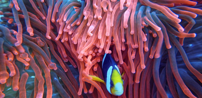 Yaklaşık 1 yıldır cebelleştiğimiz koronavirüs salgınının bitiş tarihine ilişkin astrolog yorumları!